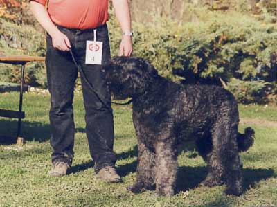 Bouvier MAMBO ZIELEBACHERHOF