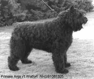 Bouvier PRINSES ANJA v't WALFORT