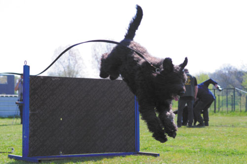 Bouvier PACO XIMENA v CAYA'S HOME