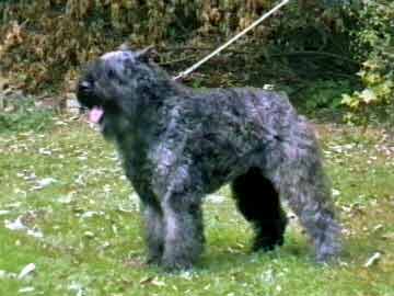 Bouvier CENTAURI'S URBAN GRACE