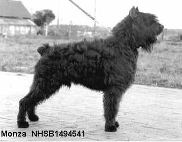 Bouvier MONZA 