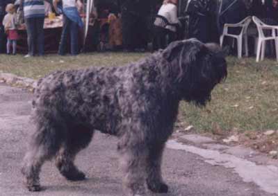 Bouvier PAYA ZIEZO v CAYA'S HOME