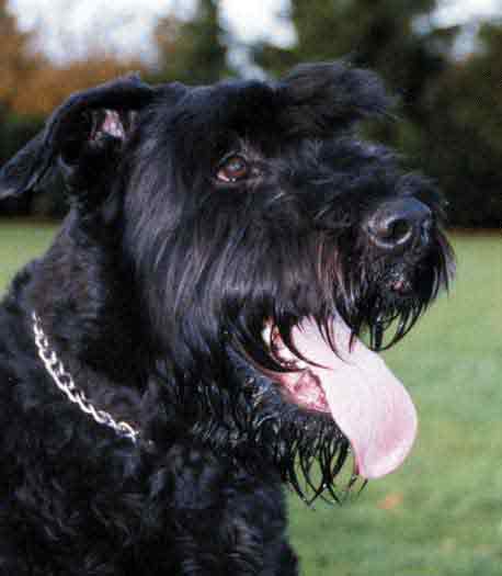 Bouvier REBELLION XANDRA v CAYA'S HOME