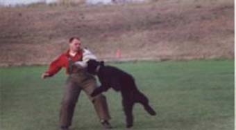 Bouvier TERRIFIC NORA v CAYA'S HOME