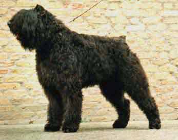 Bouvier CENTAURI'S ULTIMO CAYAS HOME