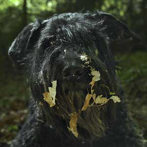 Bouvier WONNE HONNEPON v CAYA'S HOME