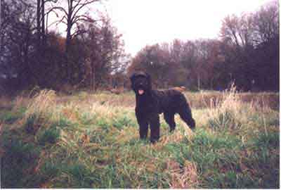 Bouvier XAVER MAX XANDRA v CAYA'S HOME